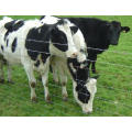 Supplied in 50 m and 100 m Length Galvanized Livestock Prevent Farm Field Fence